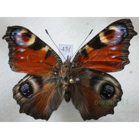 Aglais io (Linnaeus, 1758) Rusałka pawik Czech43f